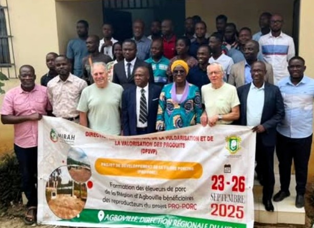 Elevage porc Afrique